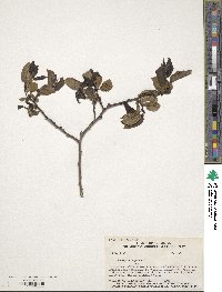 Diospyros virginiana image