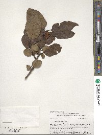 Diospyros virginiana image