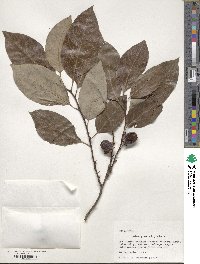 Diospyros virginiana image