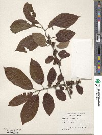 Diospyros virginiana image