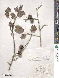 Diospyros virginiana image