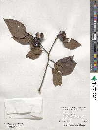 Diospyros virginiana image