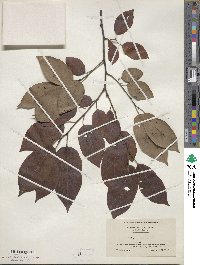 Diospyros virginiana image