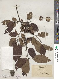 Diospyros virginiana image