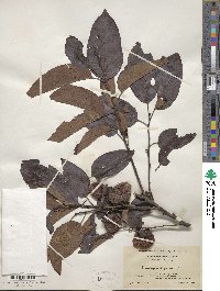 Diospyros virginiana image