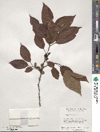 Diospyros virginiana image