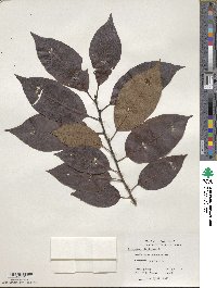 Diospyros virginiana image