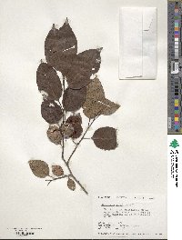 Diospyros virginiana image