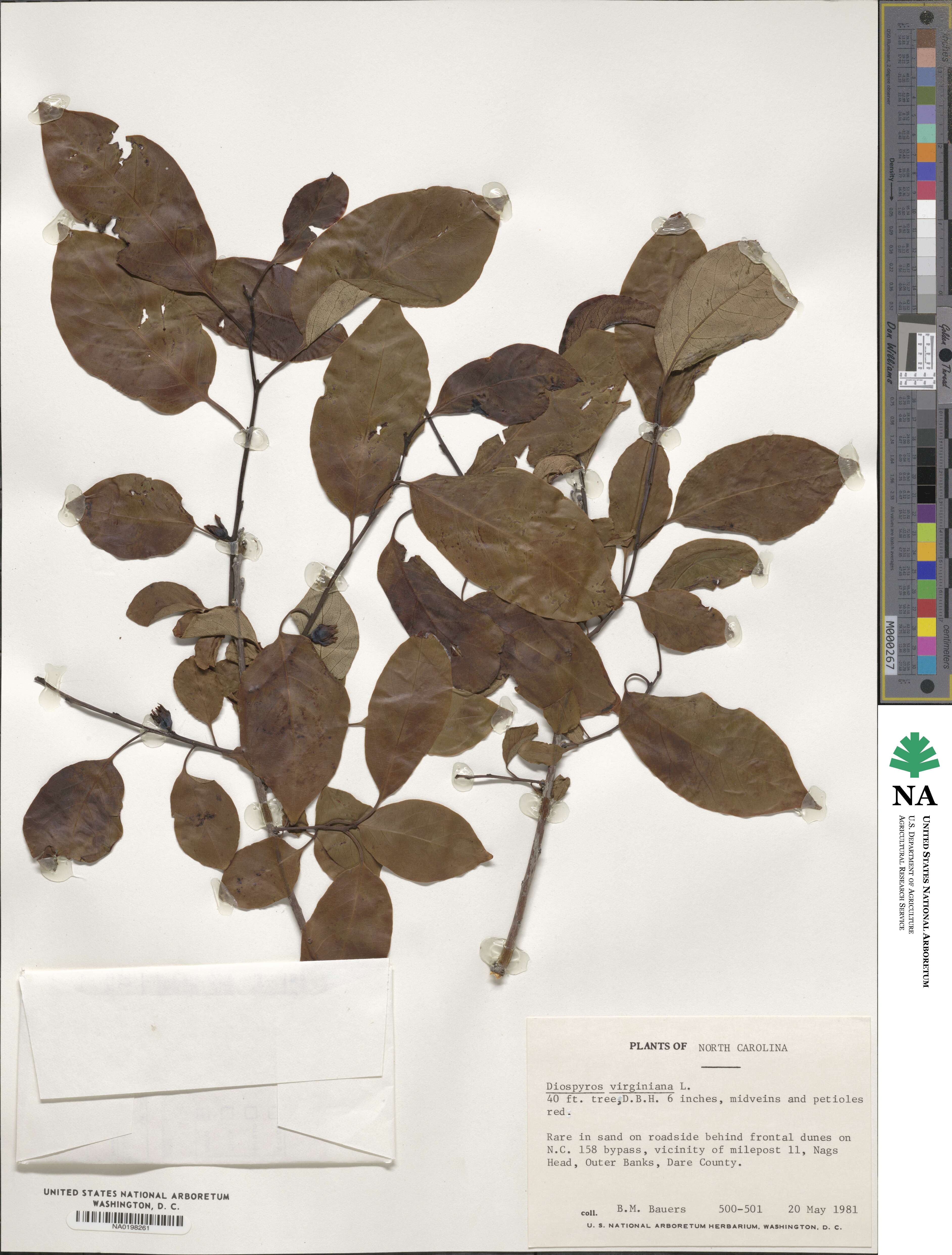 Diospyros virginiana image