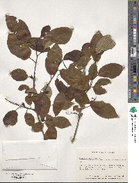 Diospyros virginiana image