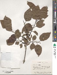 Diospyros virginiana image