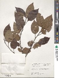 Diospyros virginiana image