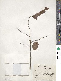 Diospyros virginiana image