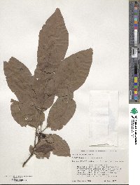 Diospyros virginiana image