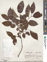 Diospyros virginiana image