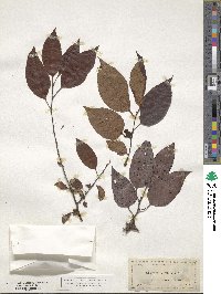 Diospyros virginiana image