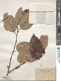 Diospyros virginiana image