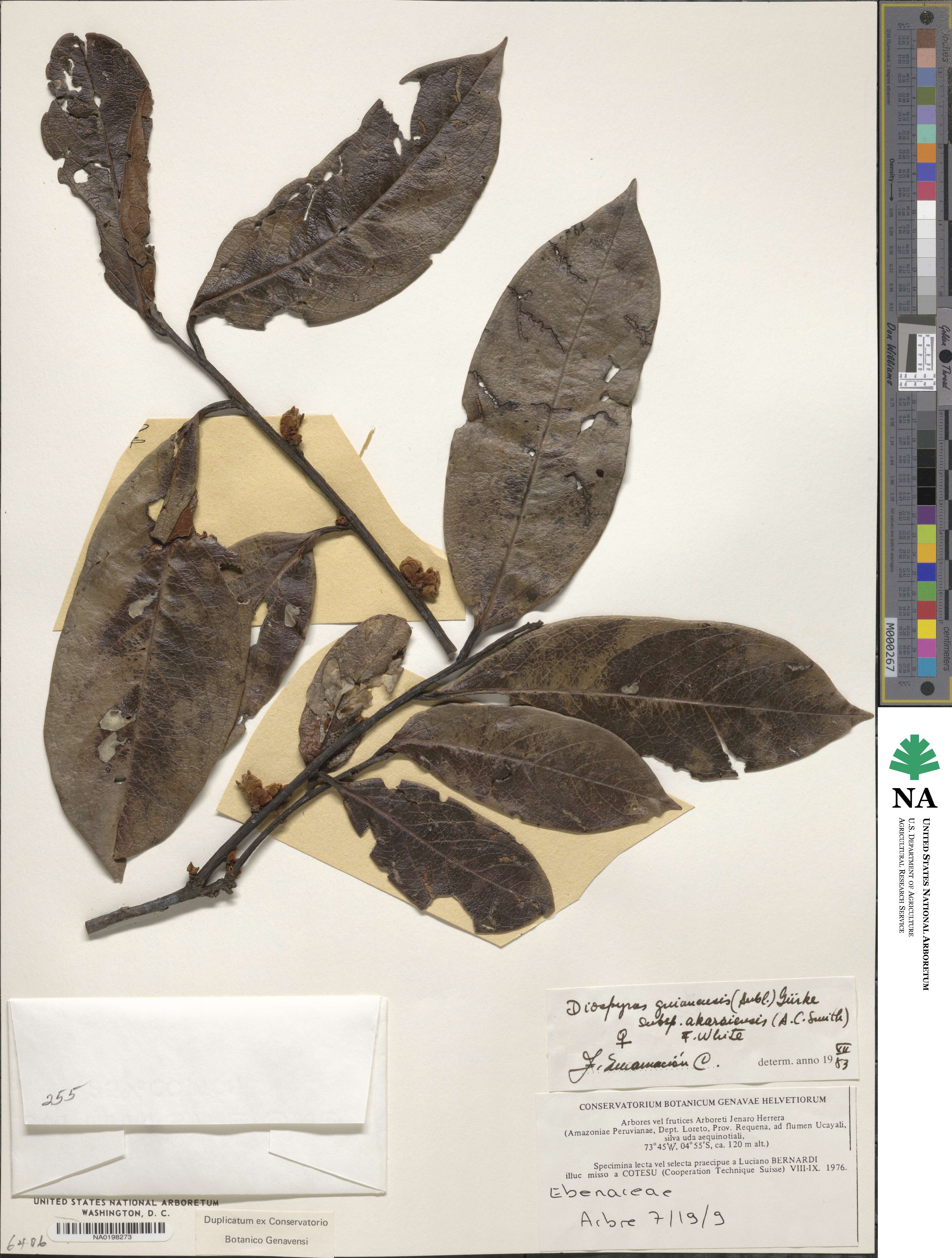 Diospyros guianensis image