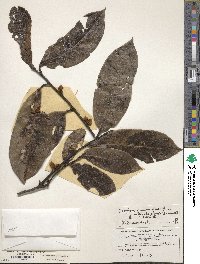 Diospyros guianensis image