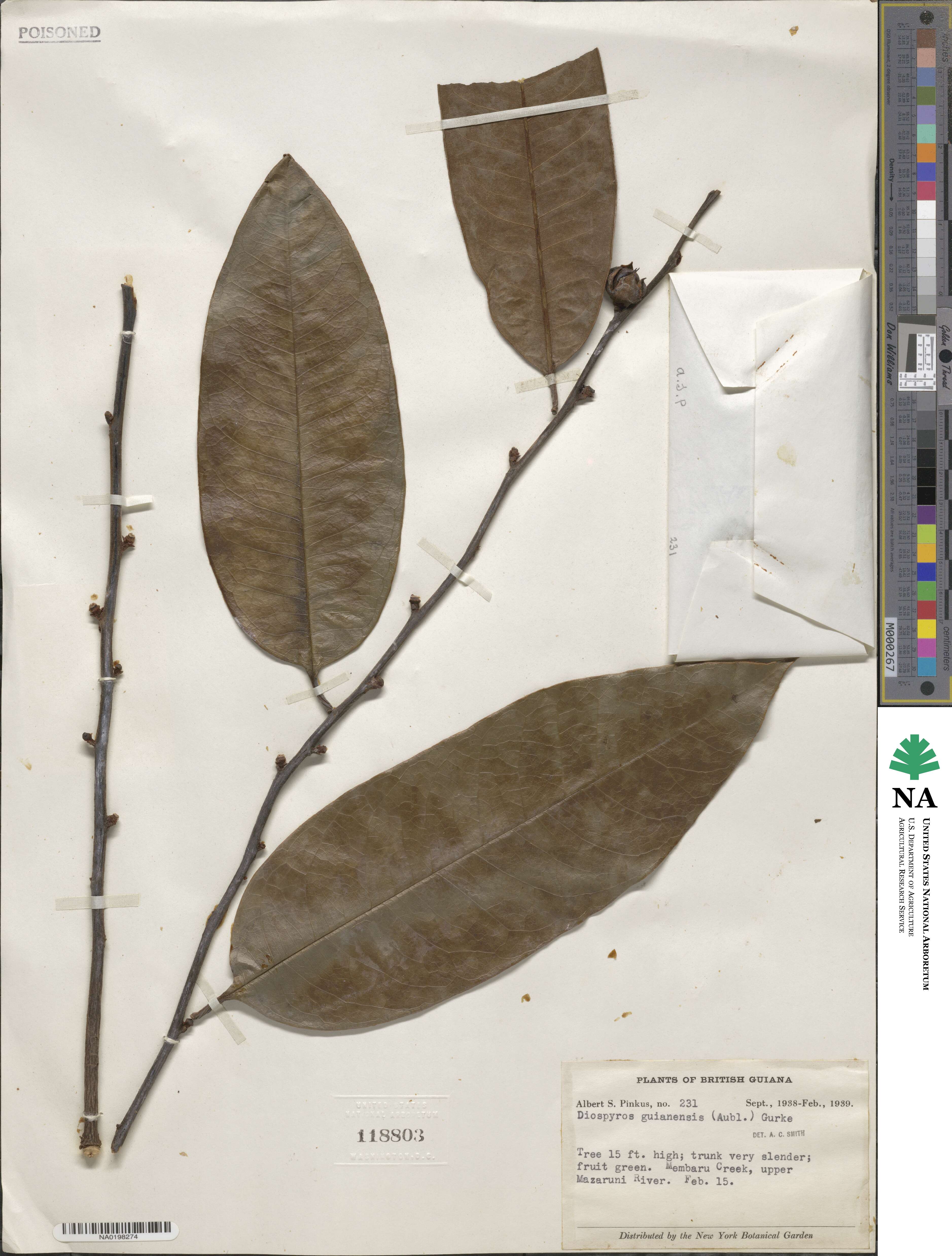 Diospyros guianensis image