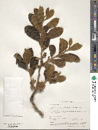 Diospyros lasiocalyx image