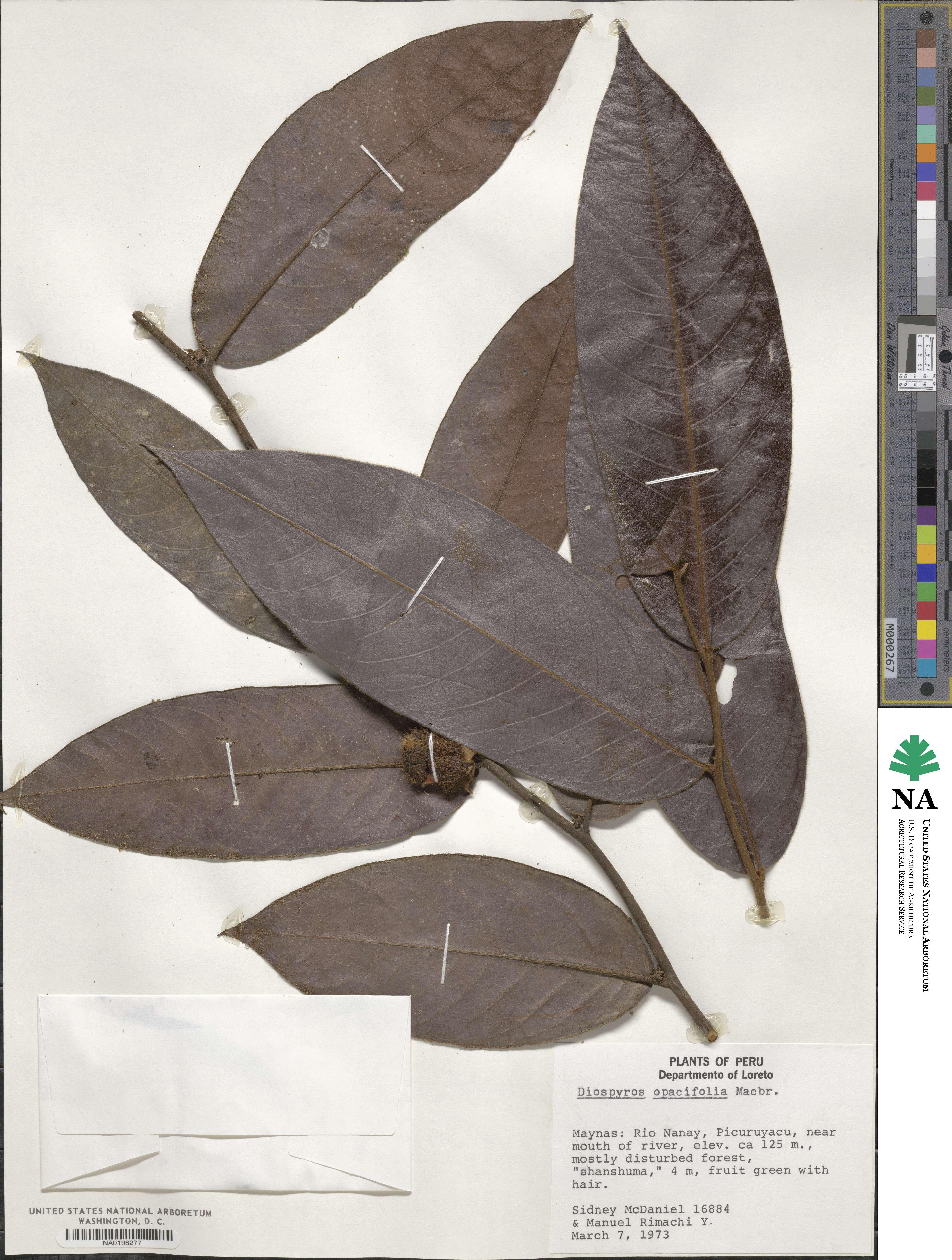 Diospyros myrmecocarpa image