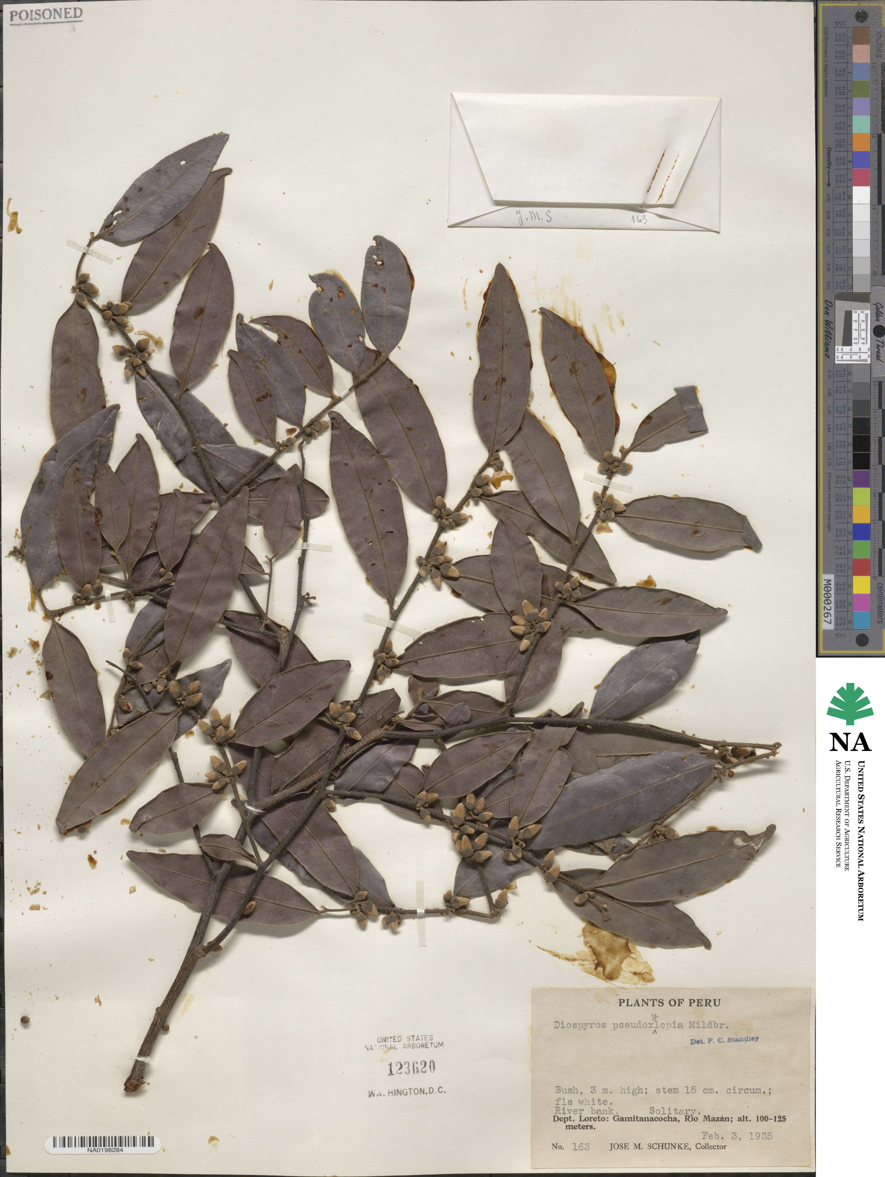 Diospyros pseudoxylopia image