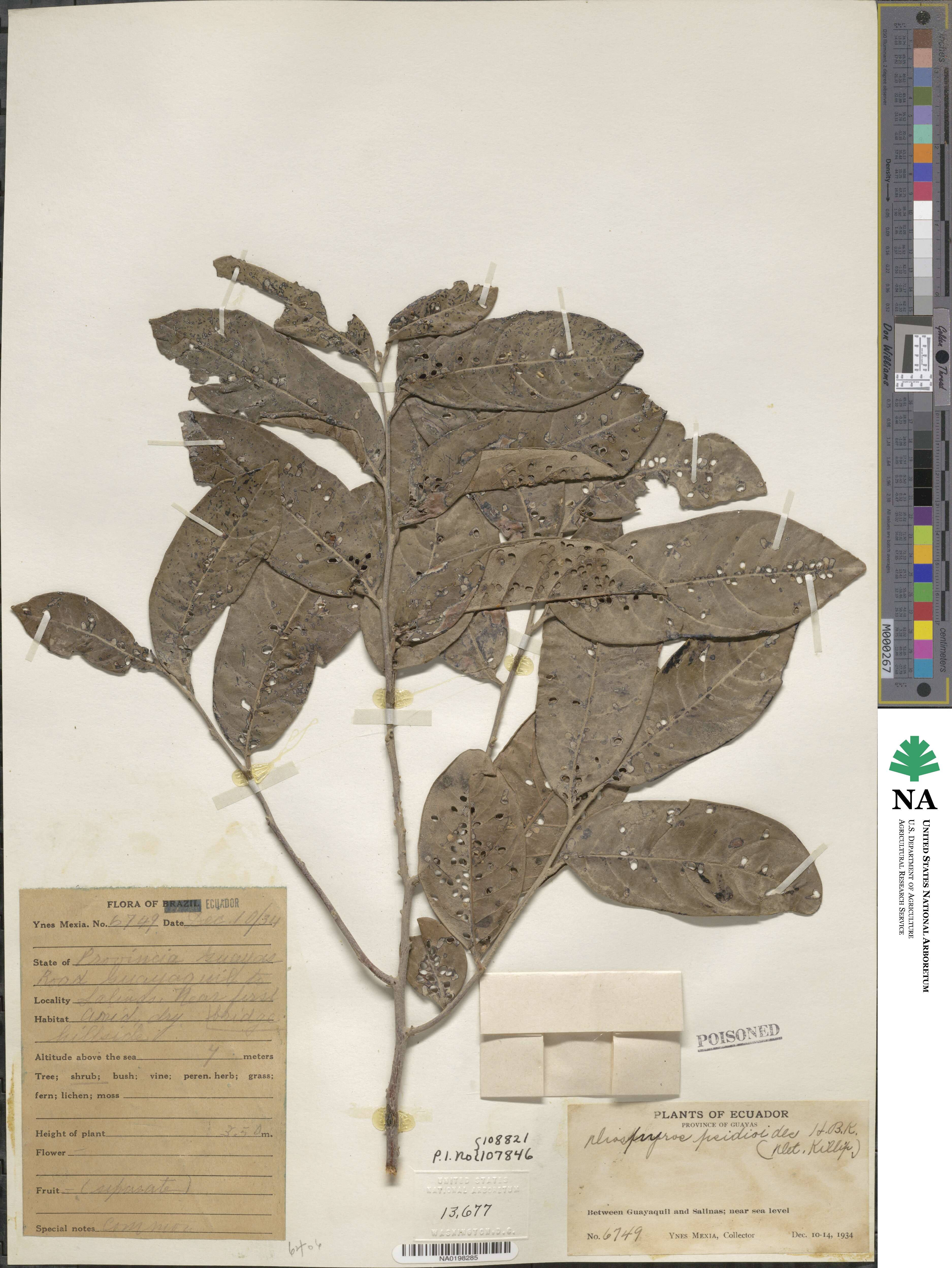 Diospyros inconstans subsp. psidioides image