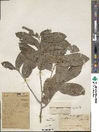 Diospyros inconstans image