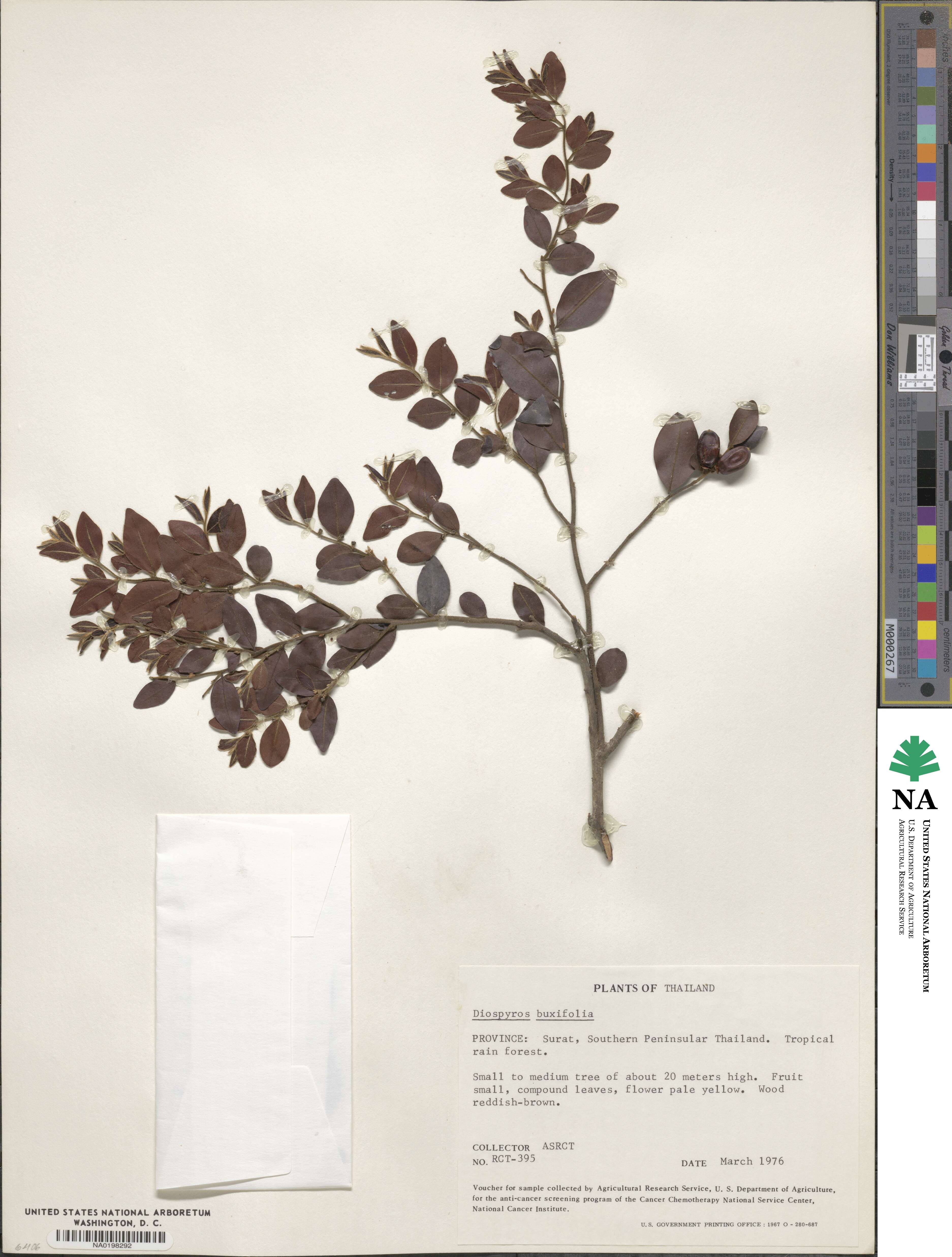 Diospyros buxifolia image