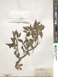 Diospyros strigosa image