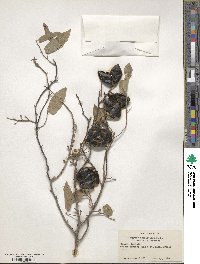 Diospyros strigosa image