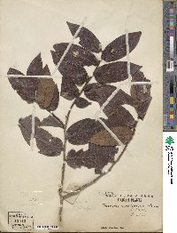 Diospyros strigosa image