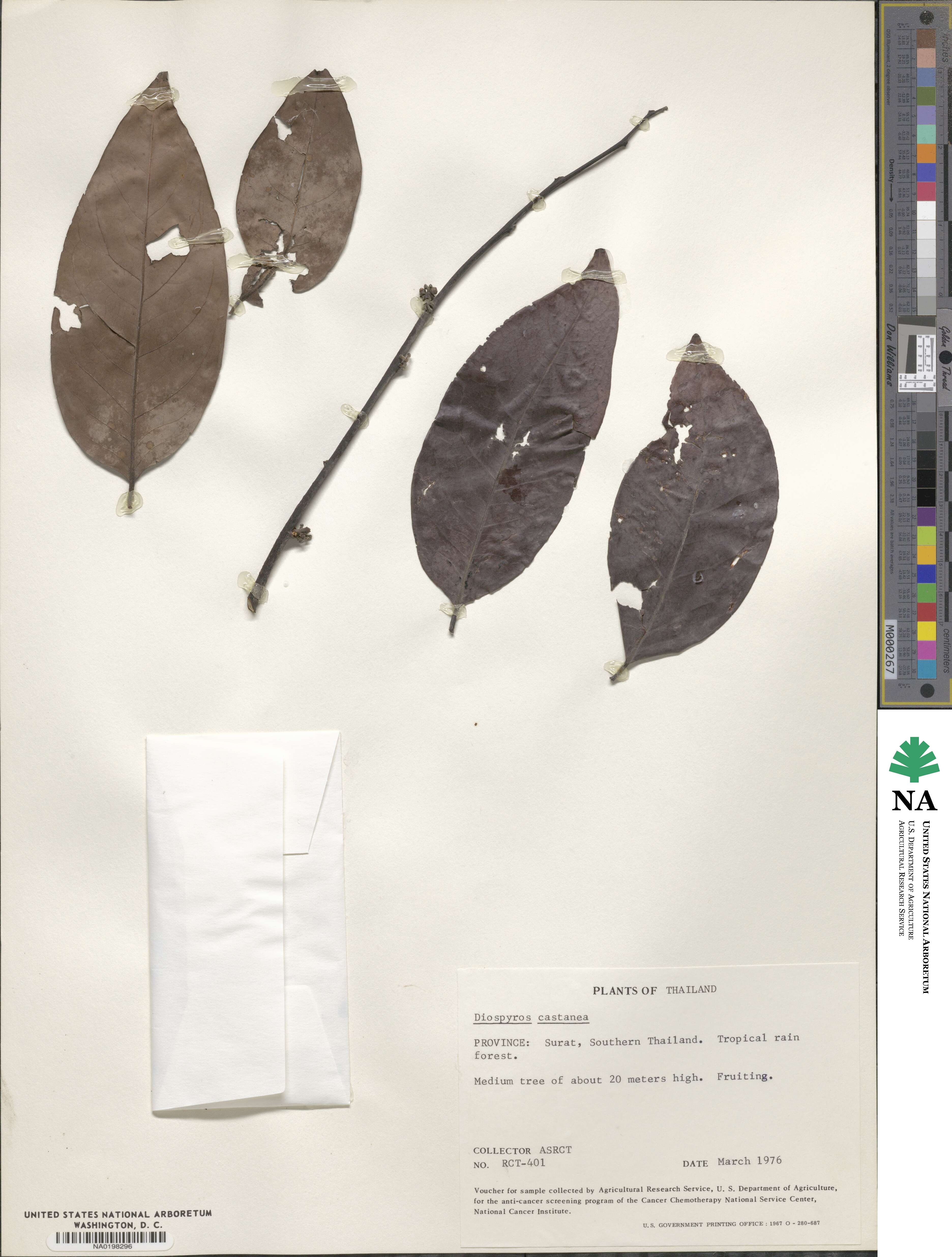 Diospyros castanea image