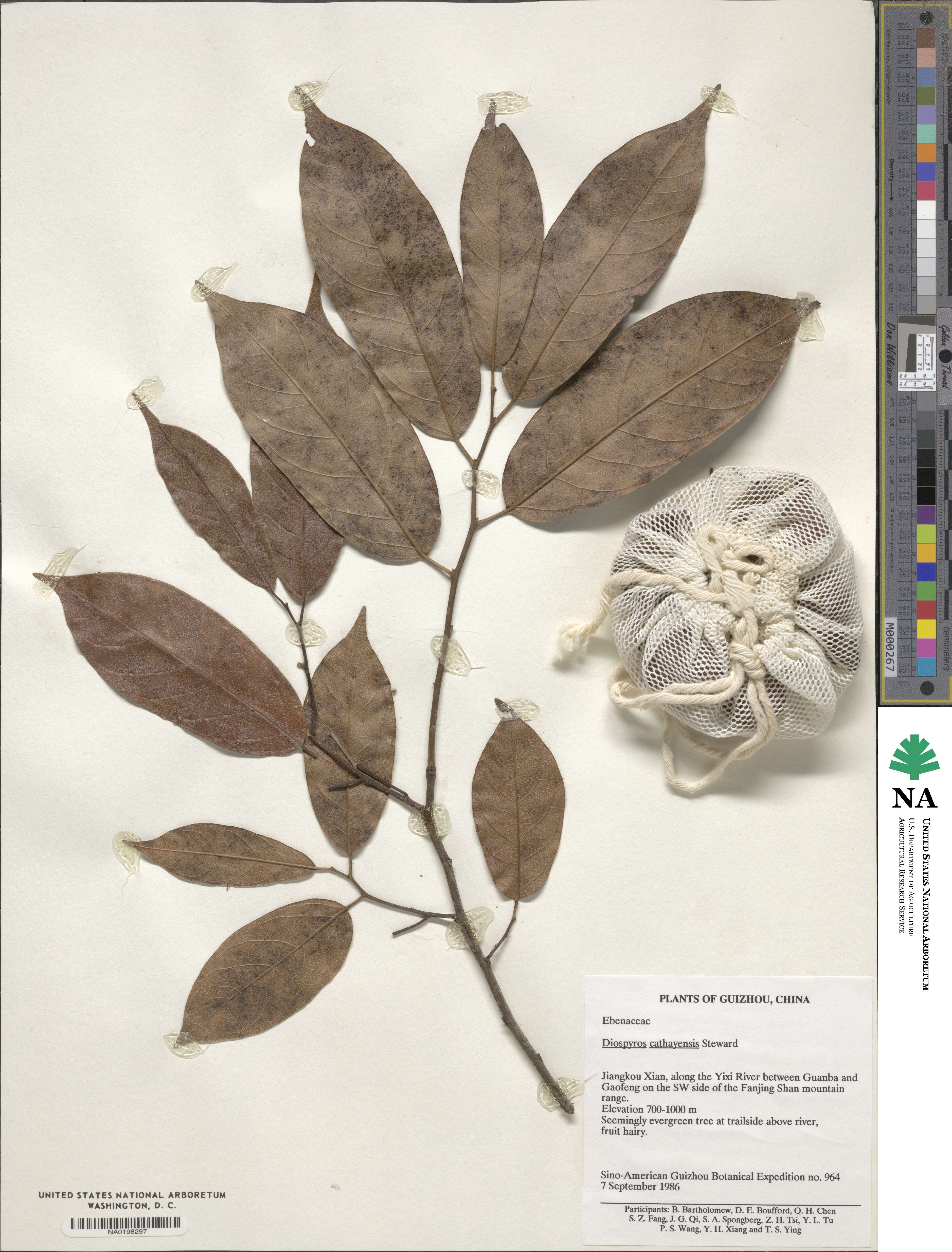 Diospyros cathayensis image