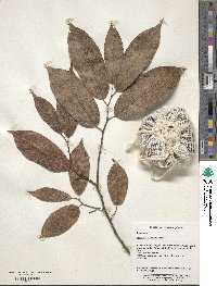 Diospyros cathayensis image