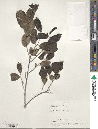 Diospyros ebenum image