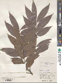 Diospyros eriantha image