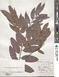 Diospyros eriantha image