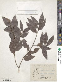 Diospyros eriantha image