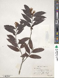 Diospyros eriantha image