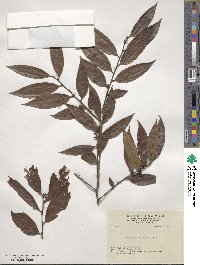 Diospyros eriantha image