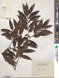 Diospyros eriantha image