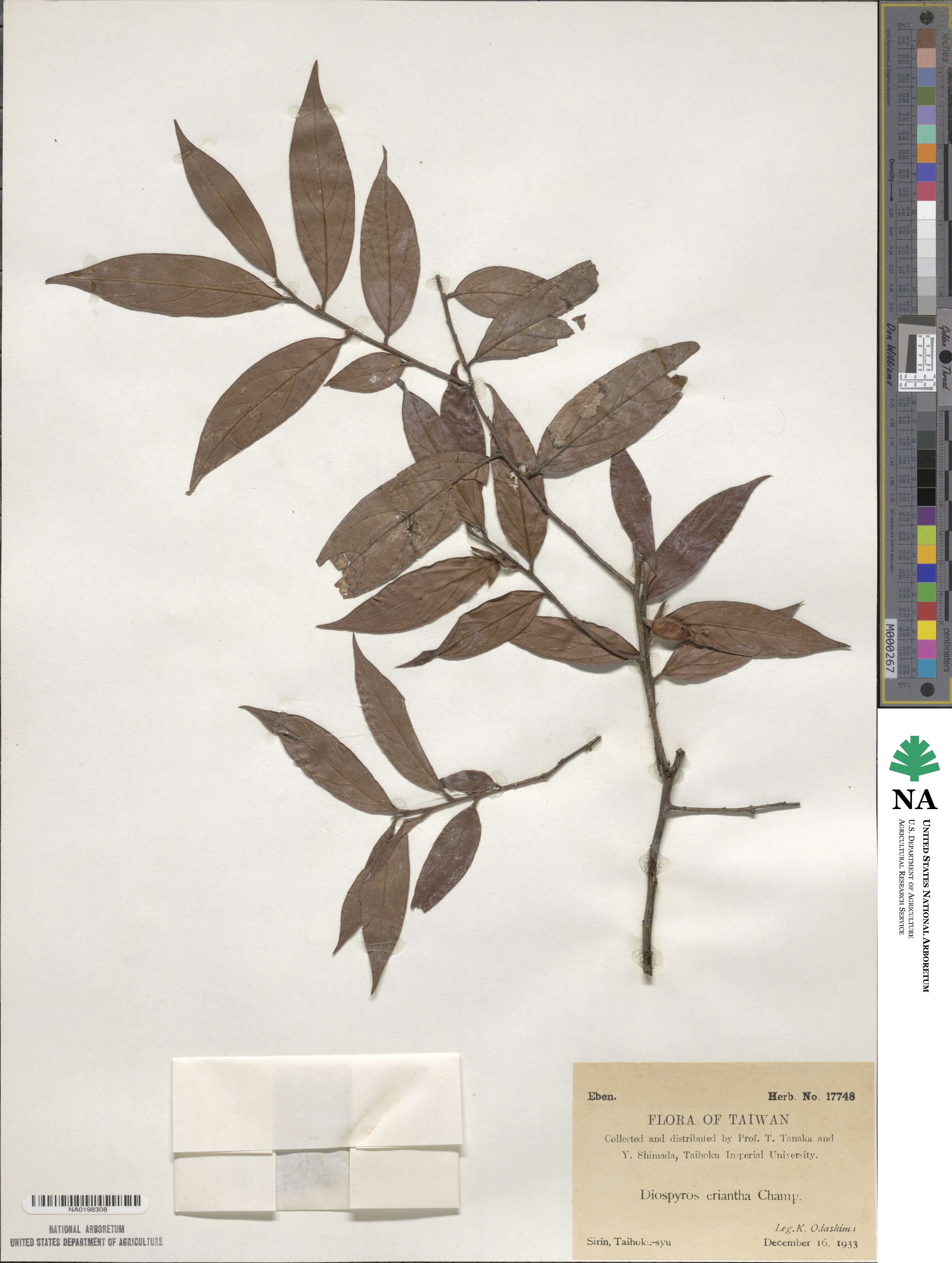 Diospyros eriantha image