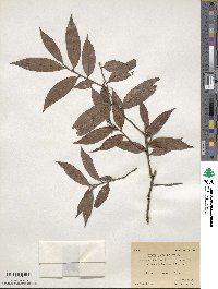 Diospyros eriantha image