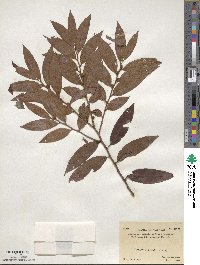 Diospyros eriantha image