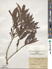 Diospyros eriantha image