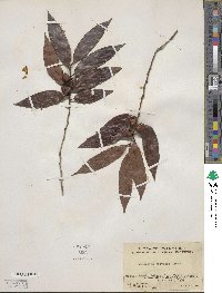 Diospyros eriantha image