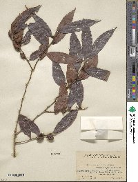 Diospyros eriantha image