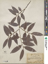 Diospyros eriantha image